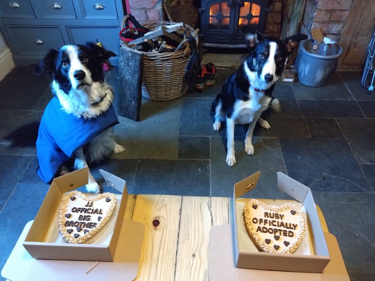 How to introduce a rescue dog to your family when you have a reactive dog