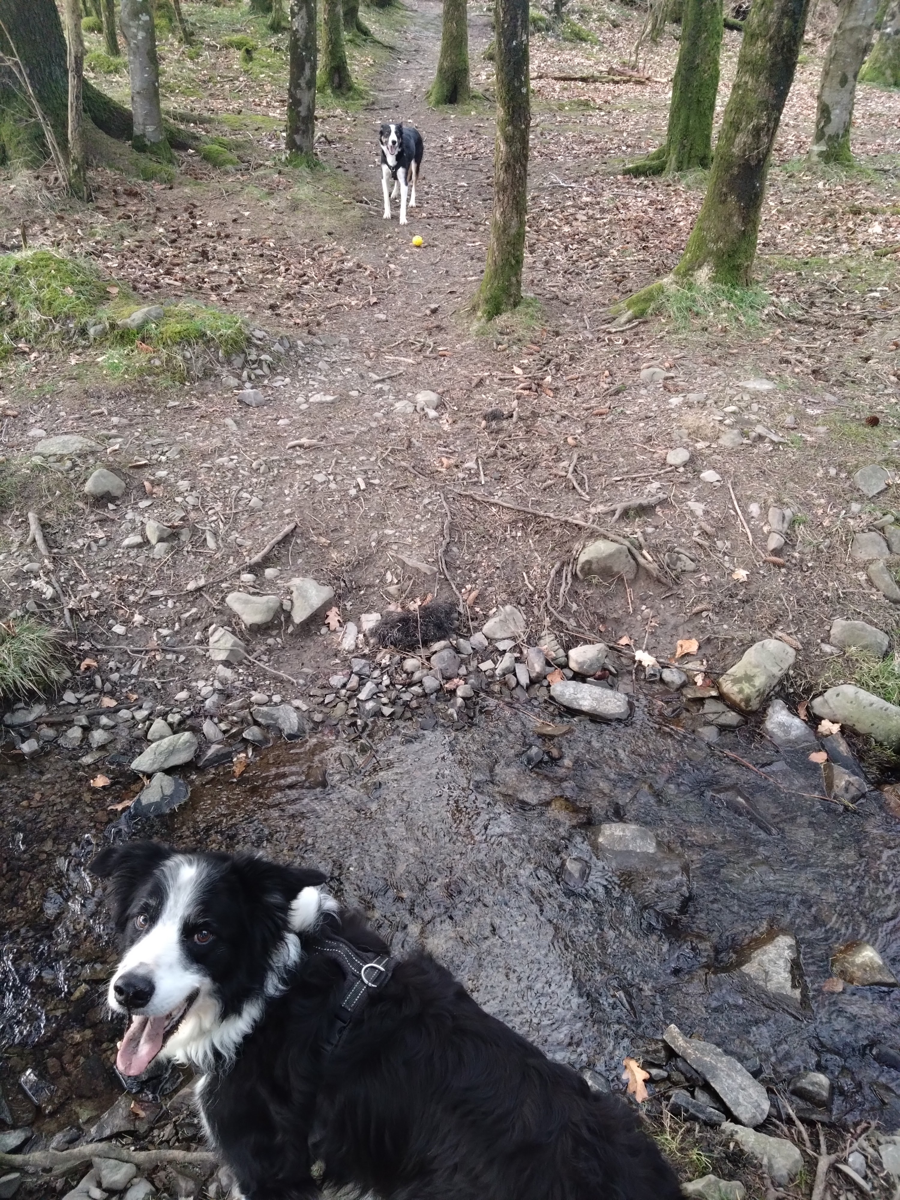 Places to stay with a reactive dog