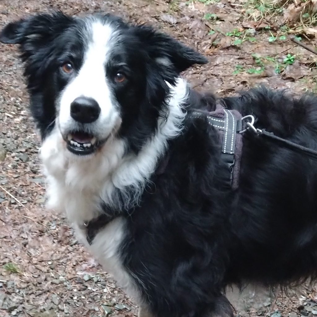 Border Collie with fear aggression towards people and dogs in Lincolnshire