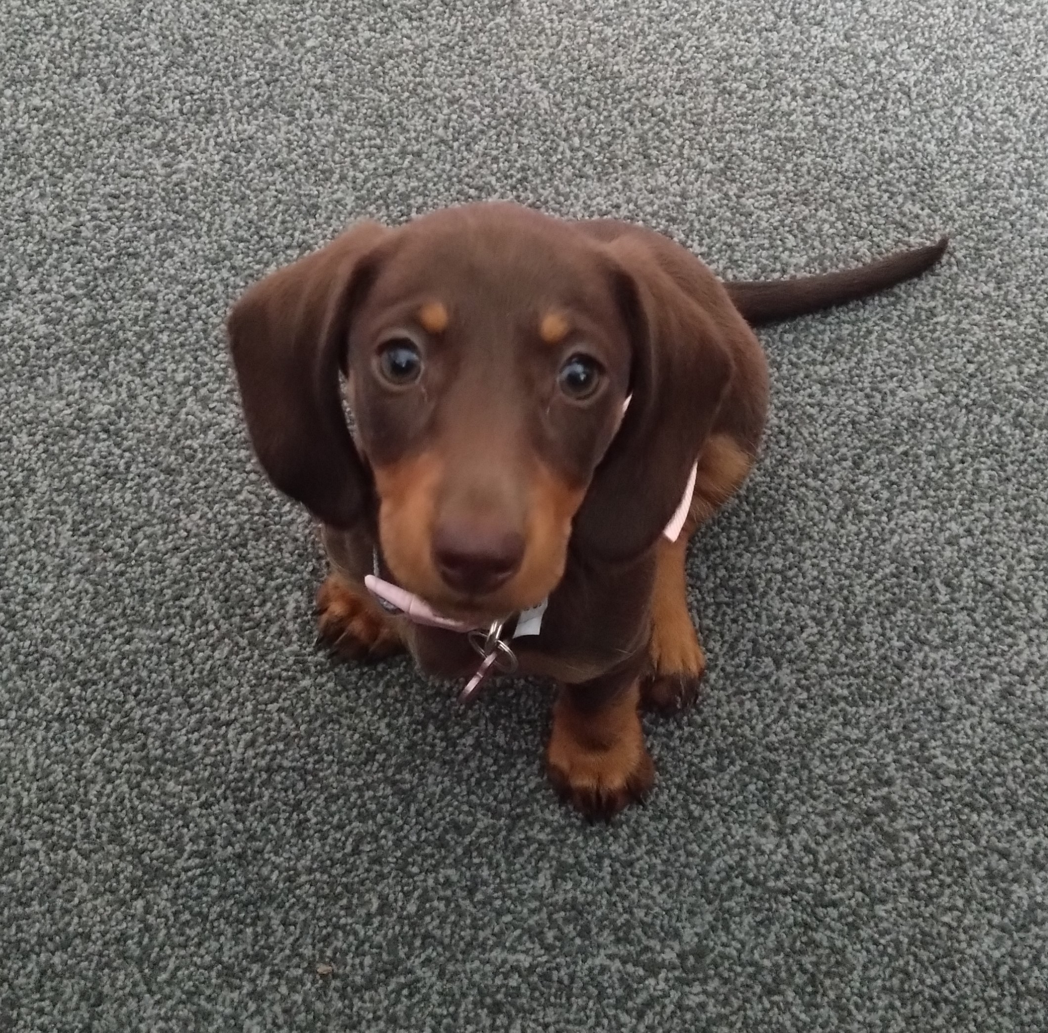 Miniature Dachshund Puppy